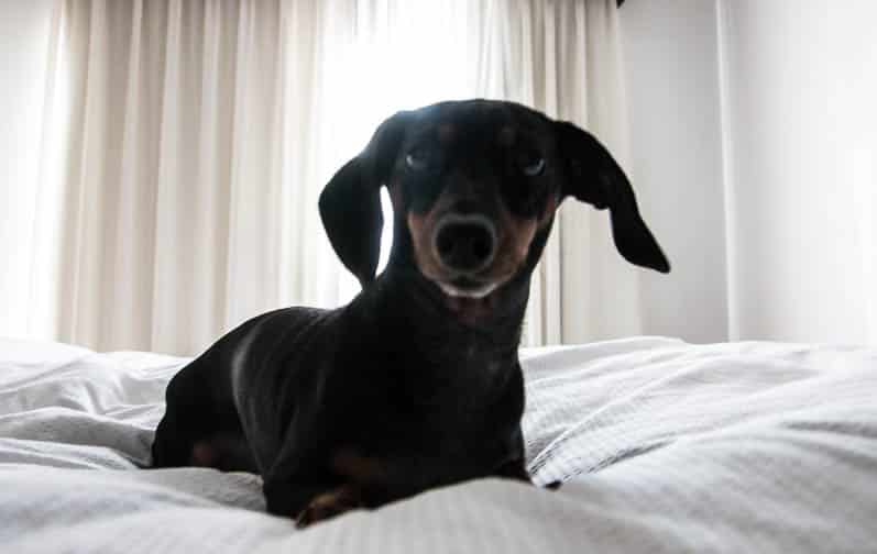 my dog